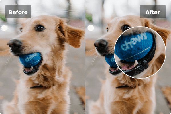 Dog deinterlacing comparison effect