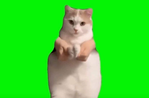 猫ミームの素材をダウンロードする方法