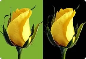 Yellow rose with green and black backgrounds