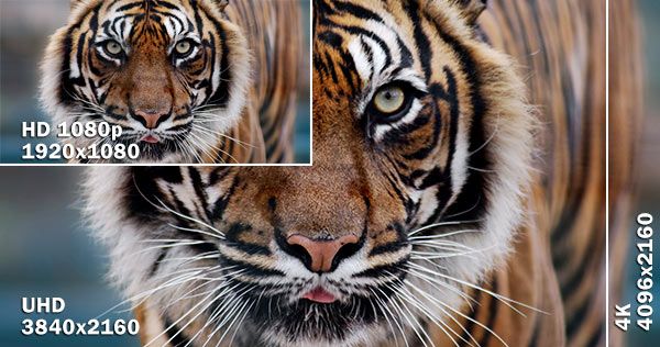 Comparison of HD UHD and 4K with tiger image