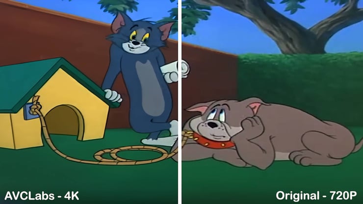 cat-and-dog