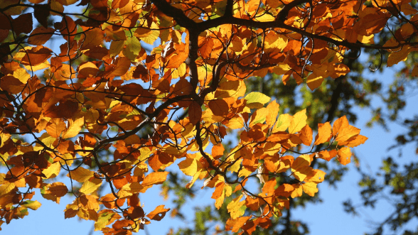 HDR with autumn leaves on tree