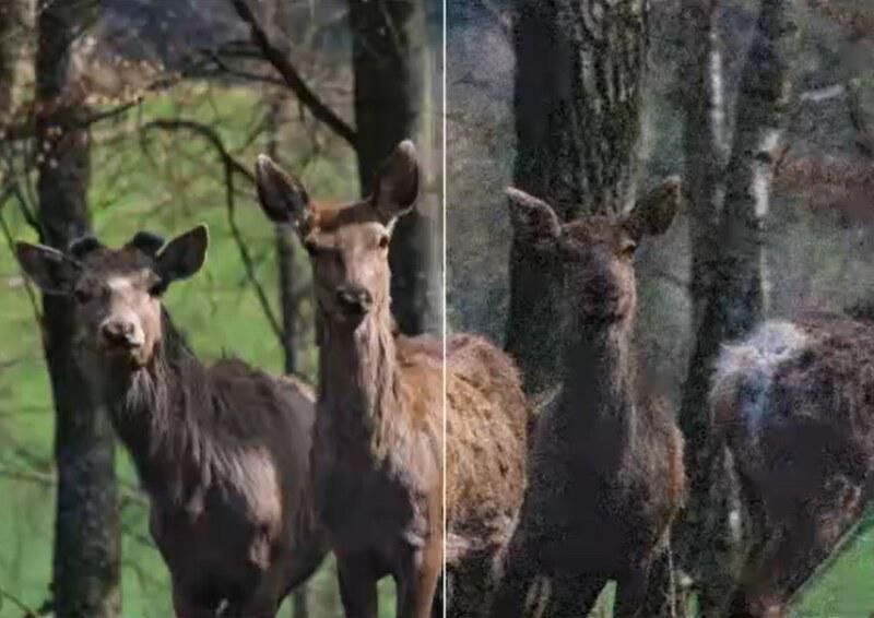 Denoise Footage in UniFab AI After vs Before.jpg