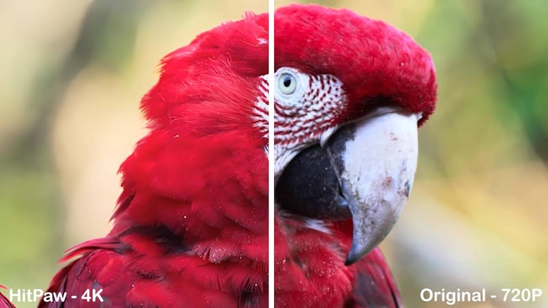 hitpaw 4k upscaling for animal video