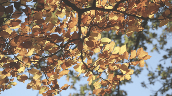original quality with autumn leaves on tree